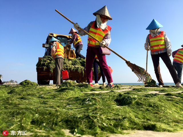 北海银滩海藻泛滥